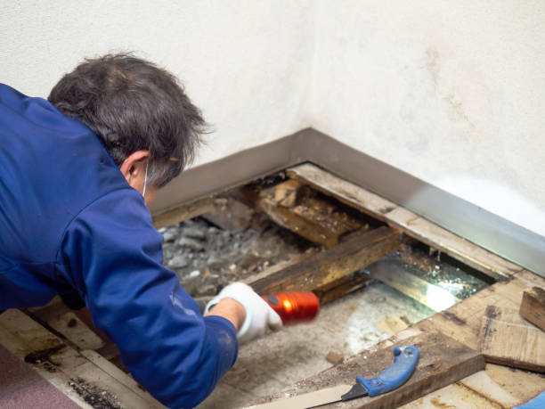 Best Commercial Mold Removal  in Elkhorn City, KY