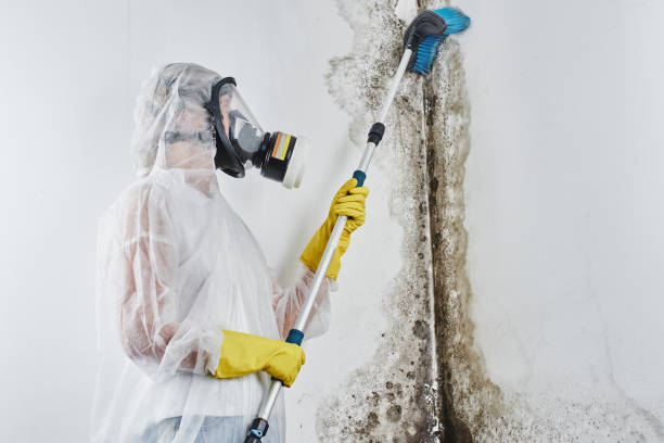 Best Professional Mold Removal  in Elkhorn City, KY