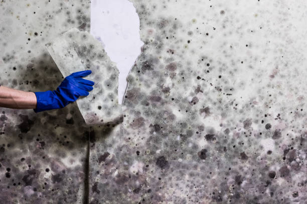 Best Mold Removal Company Near Me  in Elkhorn City, KY